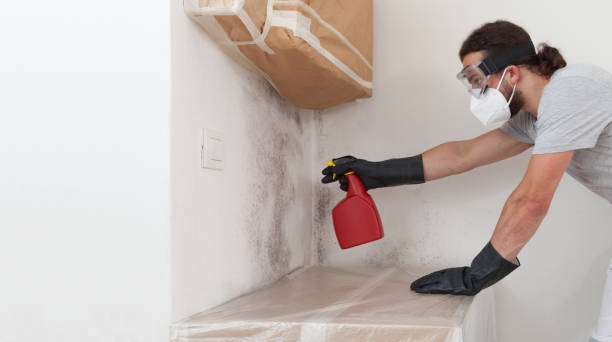 Professional Black Mold Remediation technician working in Piney Mountain, VA