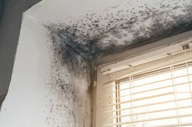 Affordable Black Mold Remediation solutions in Piney Mountain, VA